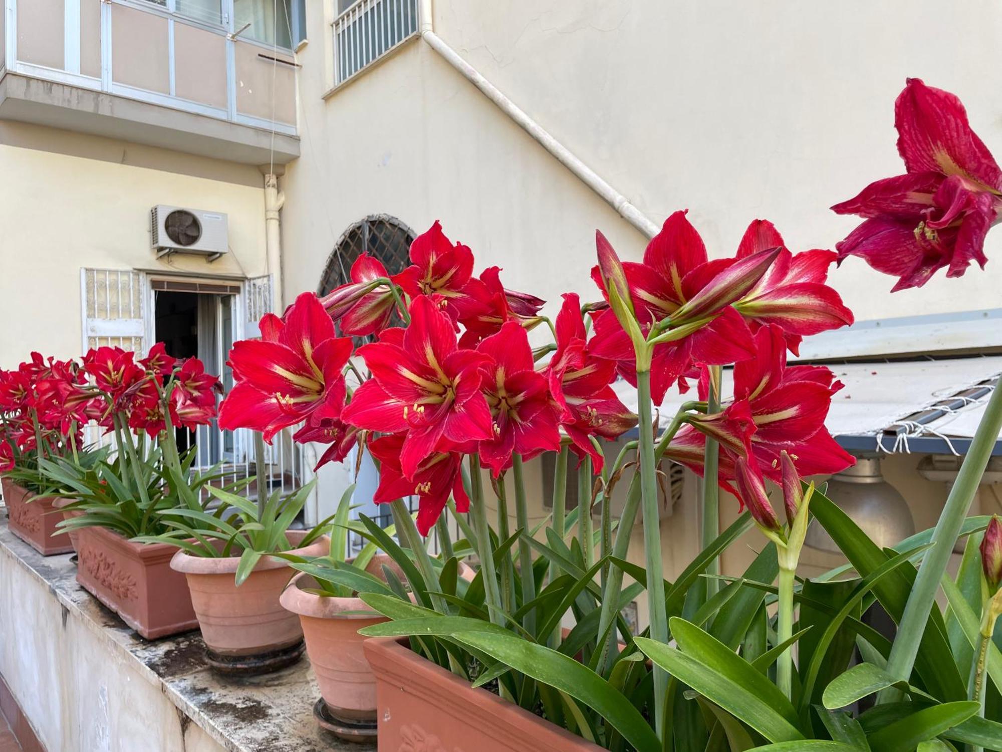Il Giglio Rosso Apartment Наполи Екстериор снимка